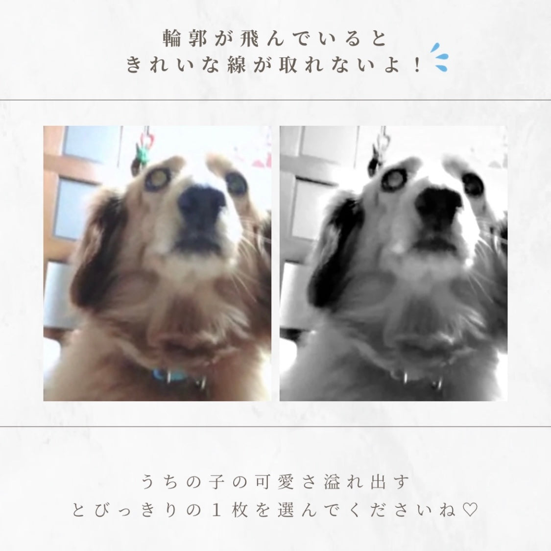 【ペットの写真で作るジュエリー】うちの子コインネックレス